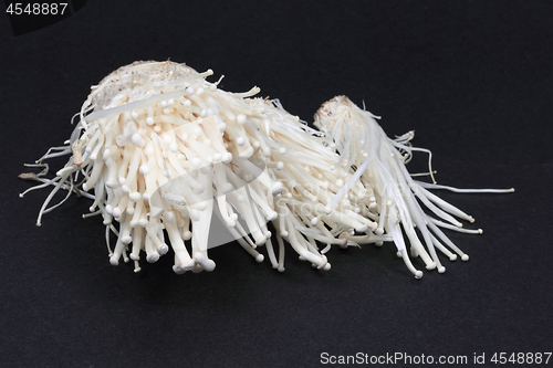 Image of Closeup picture of Organic Enoki mushroom.  