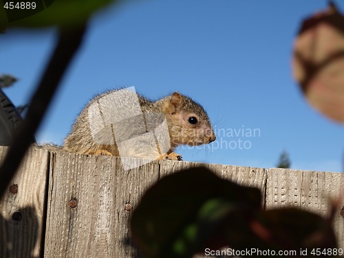 Image of Western Gray Squirrel