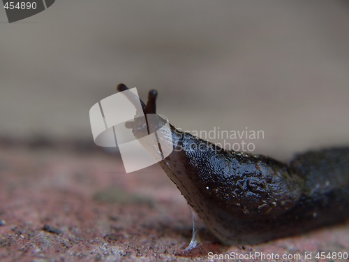 Image of Stretching Slug