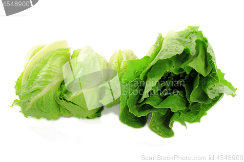 Image of Bunch of different kind Organic Green Salads.  