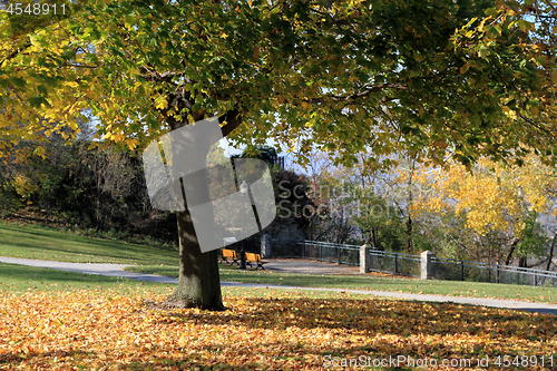 Image of Fall trees. 