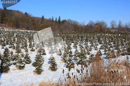 Image of Pine trees farm under the snow. 