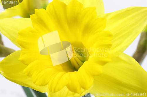 Image of Yellow Daffodil in bloom macro photo. 