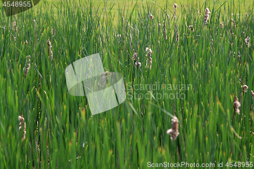 Image of Field with bulrushes. 