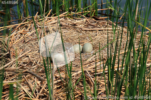 Image of Swan nest with eggs. 