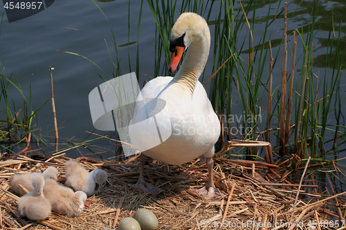 Image of Swan family and eggs in the nest. 