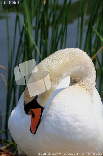 Image of Swan. 