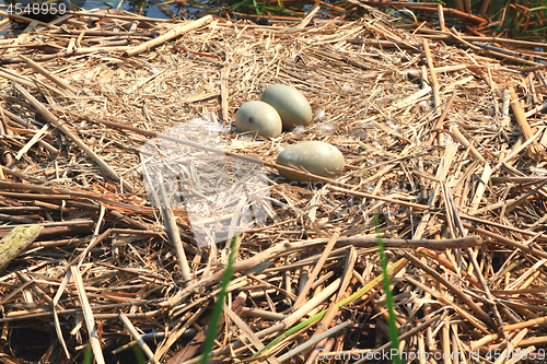 Image of Swan nest. 