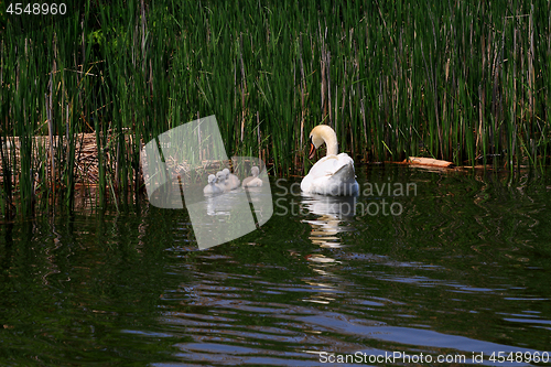 Image of Swan family in the lake. 