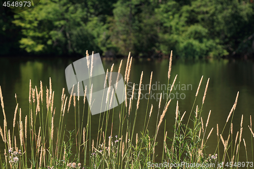 Image of Grass and plants on the lake shore. 