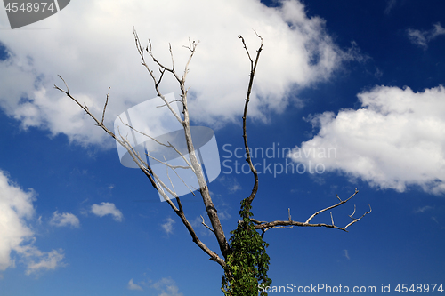 Image of Dry Branches of dead wood tree.