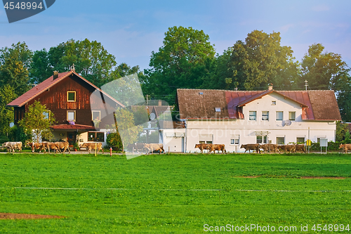 Image of Cows Go to Pasture