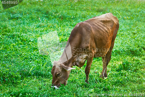 Image of Cow in the Pasture