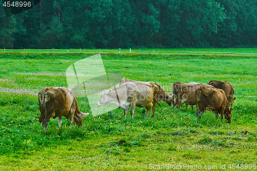 Image of Cows in the Pasture