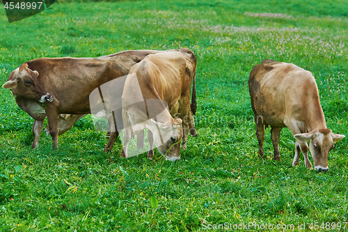 Image of Cows in the Pasture