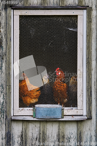 Image of Window of Henhouse 