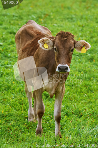 Image of Cow in the Pasture