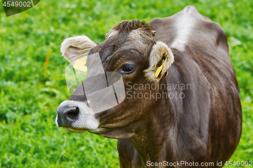 Image of Portrait of Cow