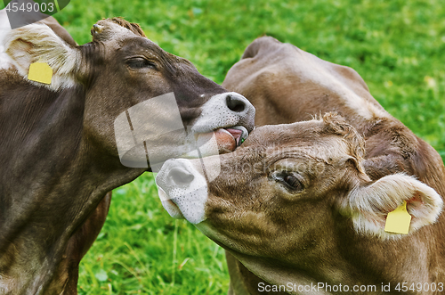 Image of Cows in the Pasture