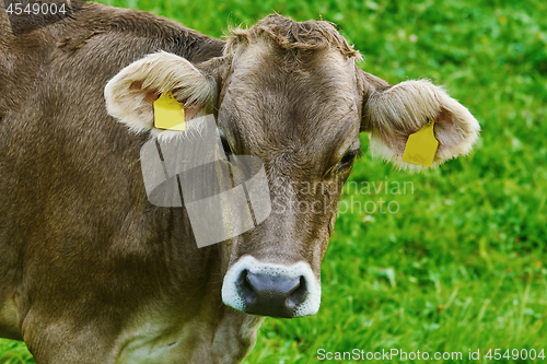 Image of Portrait of Cow