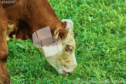Image of Cow in Pasture