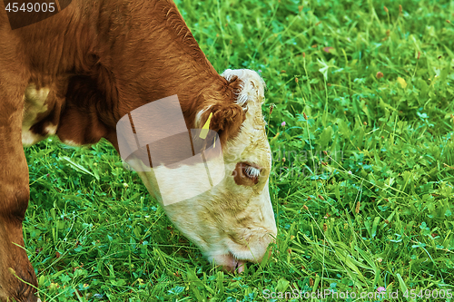Image of Cow in Pasture