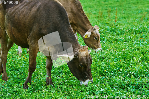 Image of Cows in the Pasture