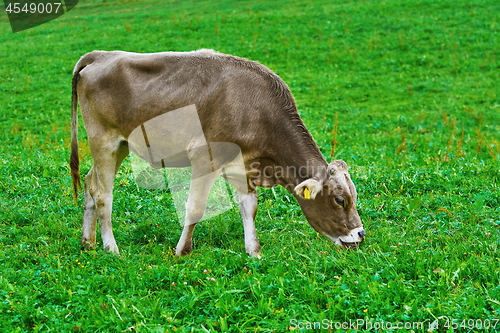Image of Cow in the Pasture
