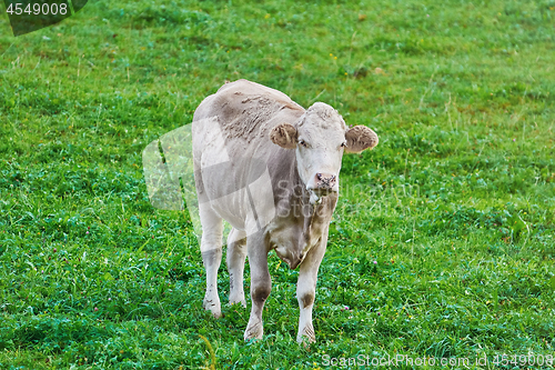 Image of Cow in the Pasture