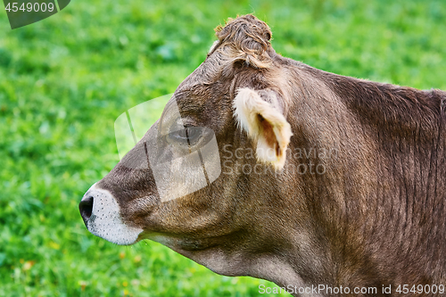 Image of Portrait of Cow 