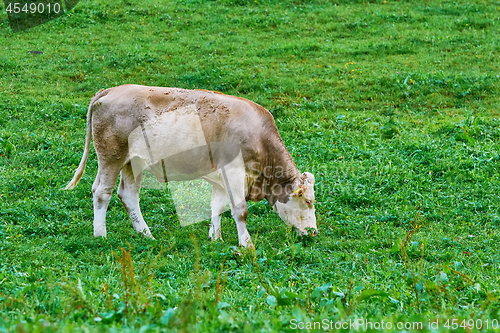 Image of Cow in the Pasture