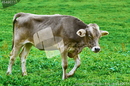 Image of Cow in the Pasture