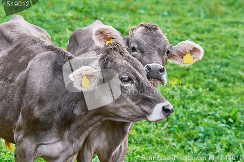 Image of Portrait of Cows in the Pasture