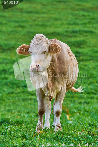 Image of Cow in the Pasture