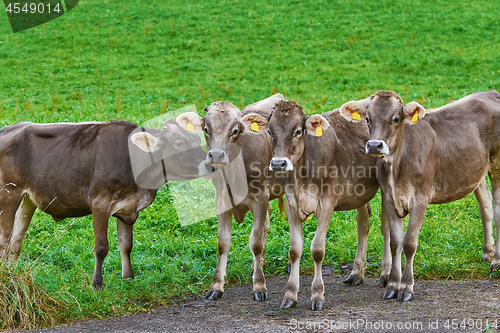 Image of Cows in the Pasture