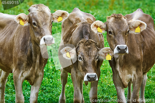 Image of Cows in the Pasture