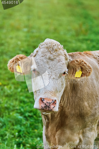 Image of Portrait of Cow 