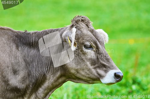 Image of Portrait of Cow