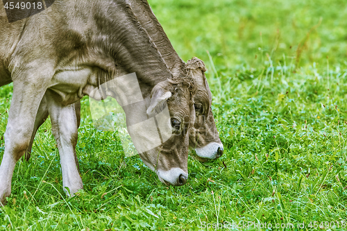 Image of Cows in the Pasture