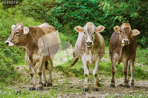 Image of Cows in the Pasture