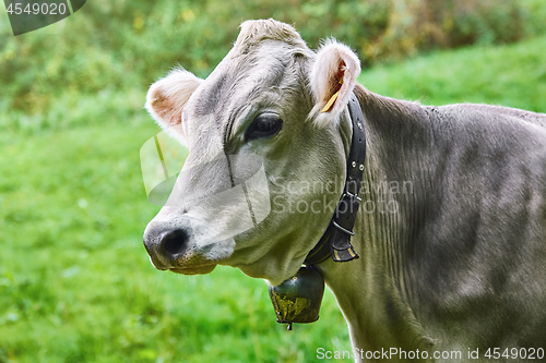 Image of Portrait of Cow