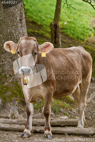 Image of Cow Go to the Pasture