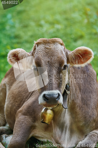 Image of Portrait of Cow