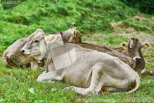 Image of Cows in the Pasture