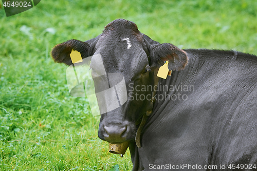 Image of Portrait of Cow