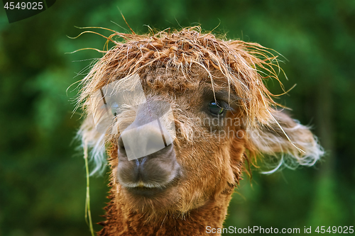 Image of Portrait of Alpaca