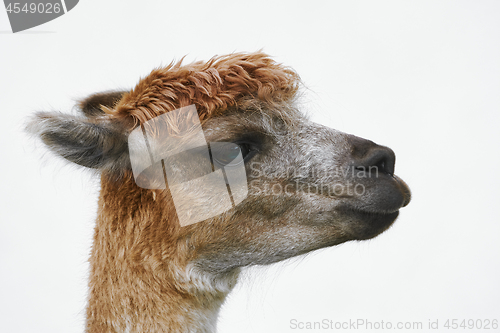 Image of Portrait of Alpaca