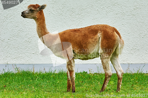 Image of Alpaca near the Wall