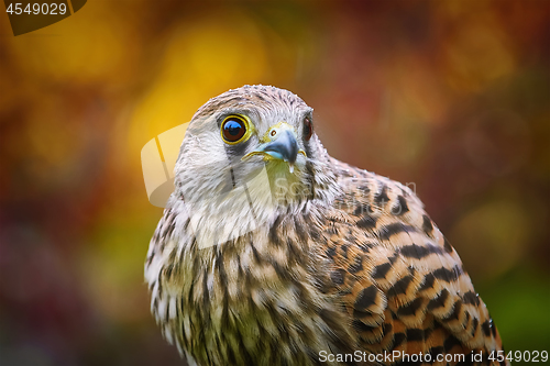 Image of Common Kestrel (Falco Tinnunculus)