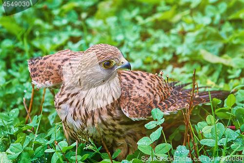 Image of Common Kestrel (Falco Tinnunculus)